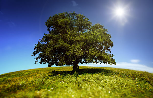 tree.jpg